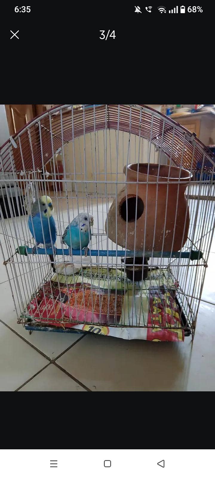 birds 1