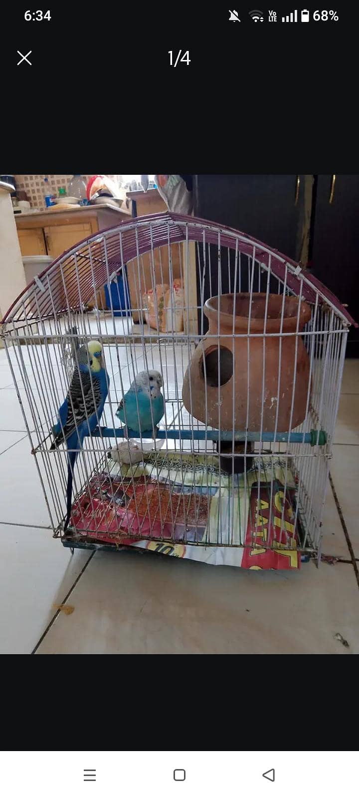 birds 3