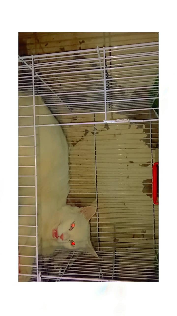 Persian cat 2