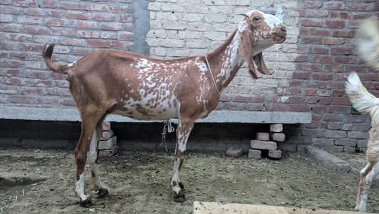 makhi cheeni female goat