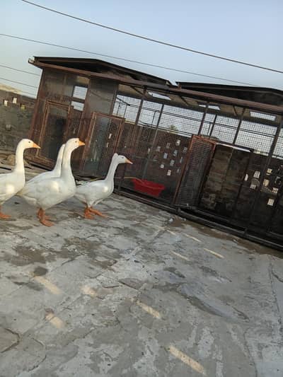 special ducks
