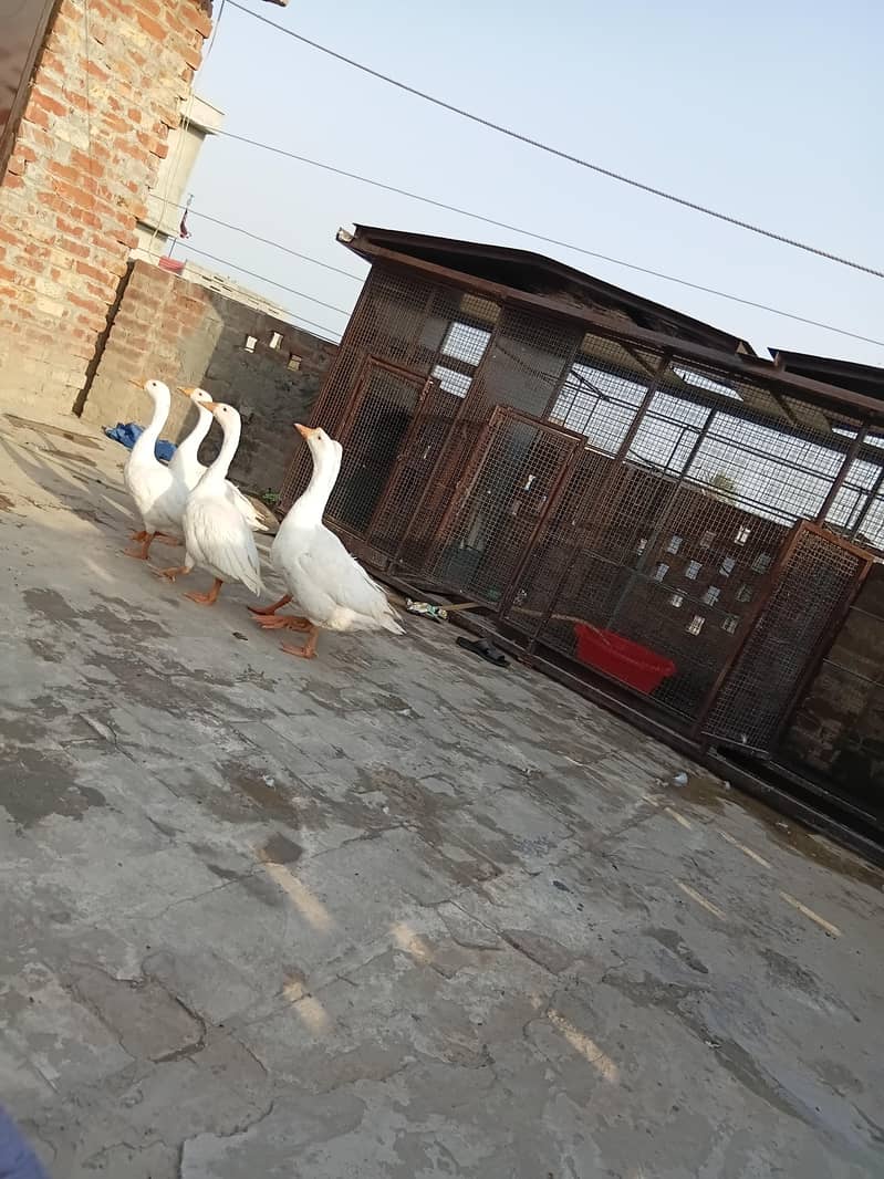 special ducks 1