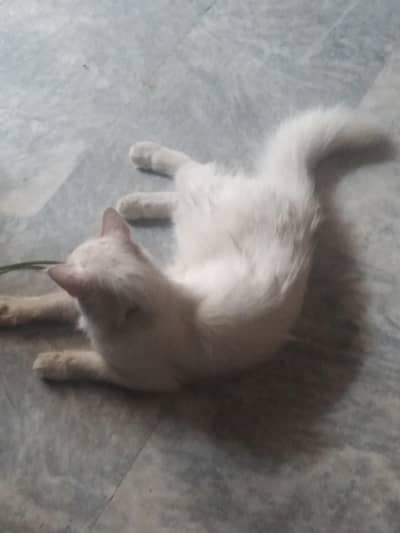 white percian cat