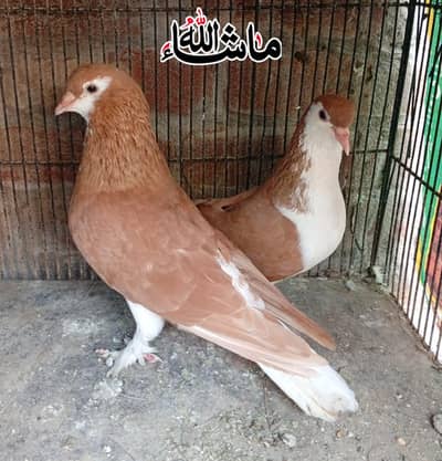 Sherazi Breder pair For Sale