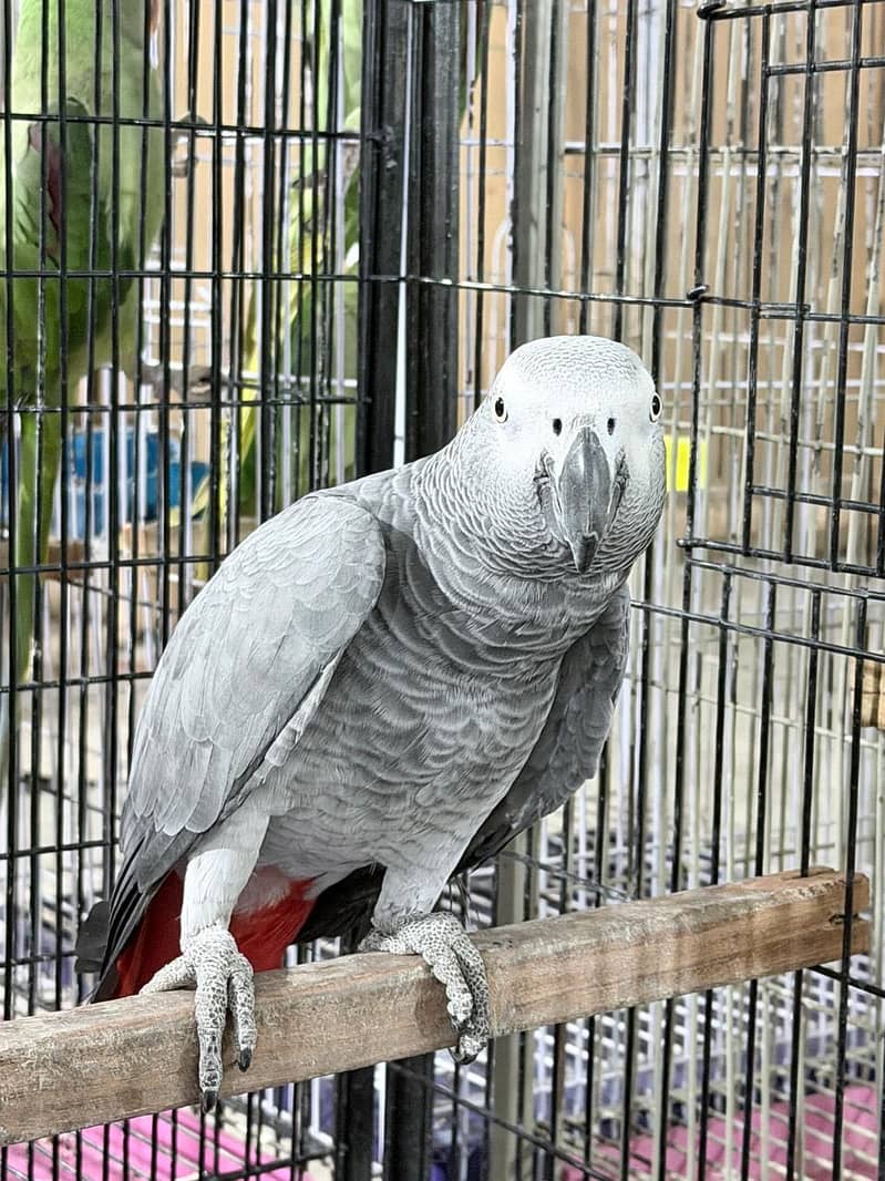 Grey Bird 0
