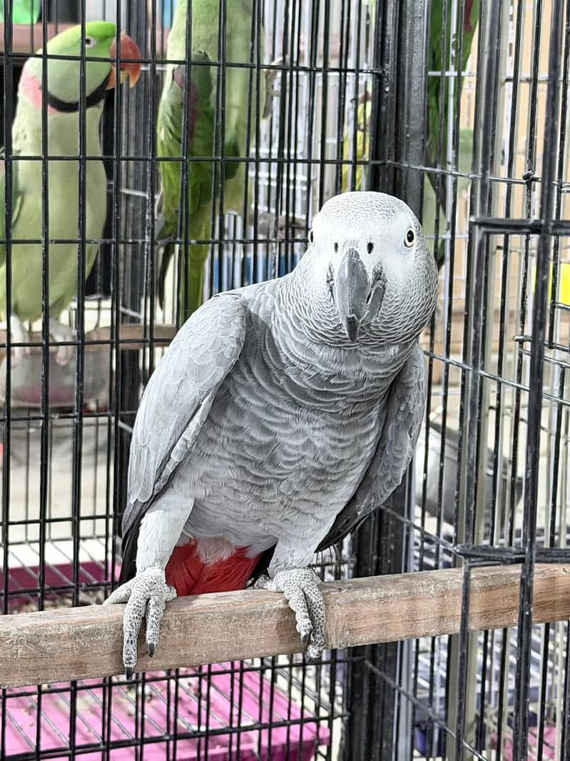 Grey Bird 1