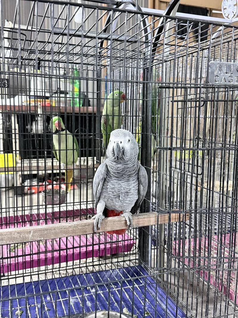 Grey Bird 2