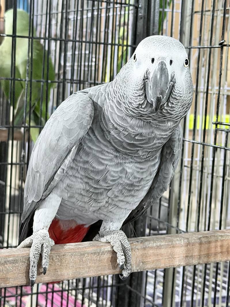 Grey Bird 3