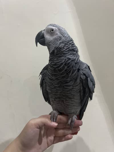 Grey parrot for sale