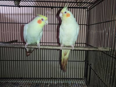 cream cockatiel, lovebird and budgies