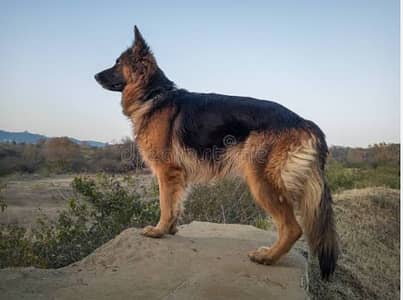 Femail Bitch-German Shephard-0322 4558368-One year