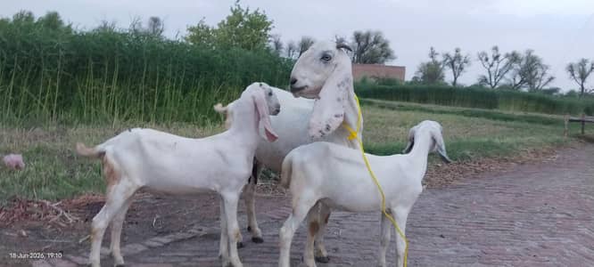 دیسی بکری ساتھ 2 دیسی پٹھیں