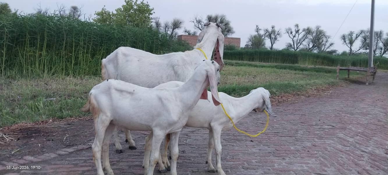 دیسی بکری ساتھ 2 دیسی پٹھیں 1