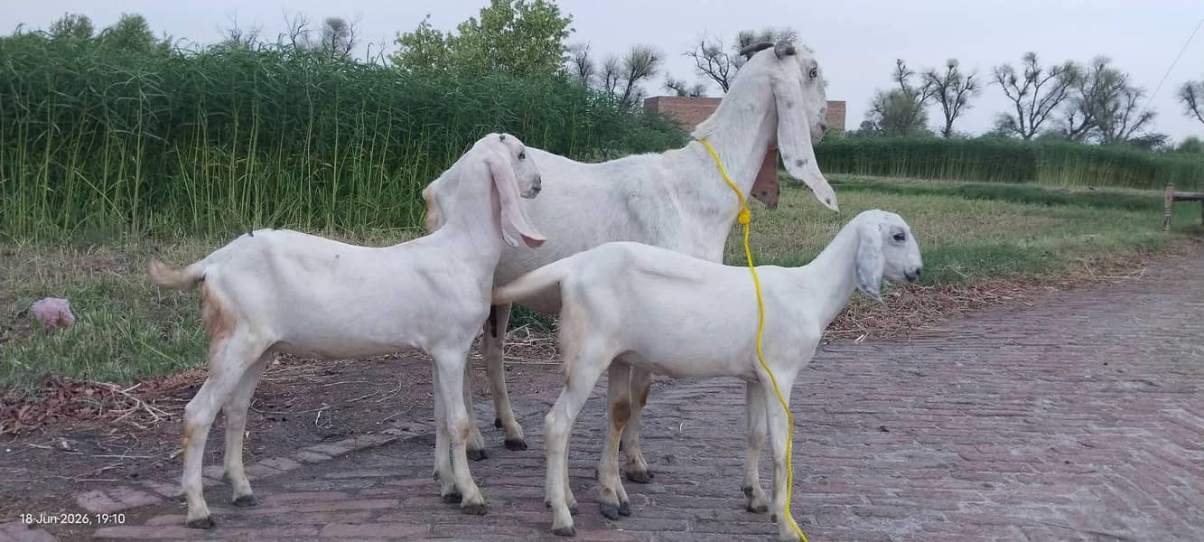دیسی بکری ساتھ 2 دیسی پٹھیں 2