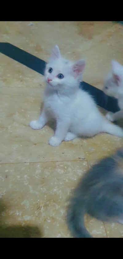 3 kitten for sale