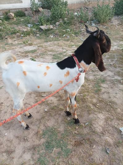 kheera bakra andu big height and length