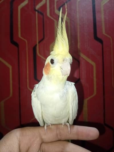 hand tame parrot