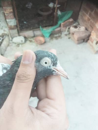 11 teddy pigeons high quality