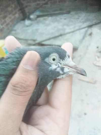 11 teddy pigeons high quality