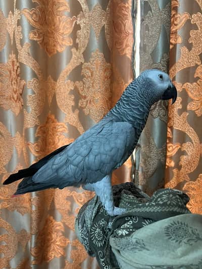 Female African Grey Parrot | 5 Years Old | Healthy & Active