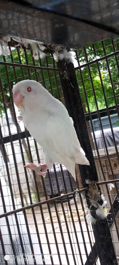 Albino ,Personata