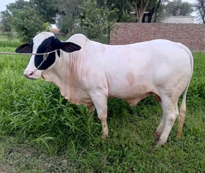 بچھڑا برائے فروخت