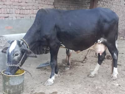 Cholistani Cow Desi