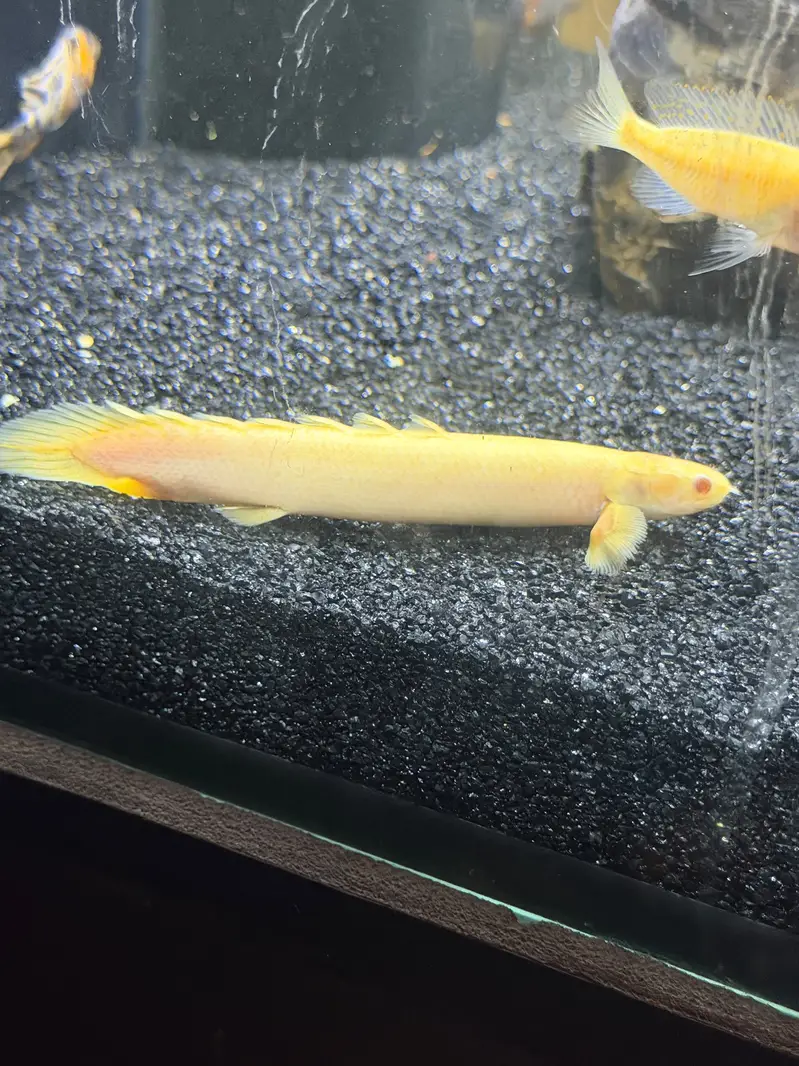 3 fit aquarium with sum filter — photo 8