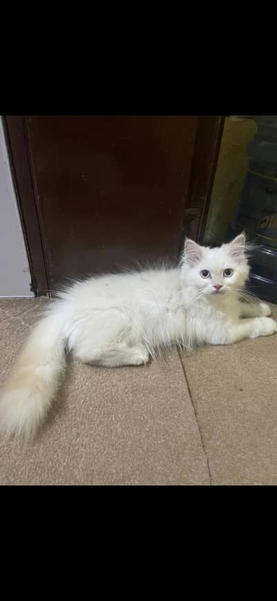 Manoo Cat