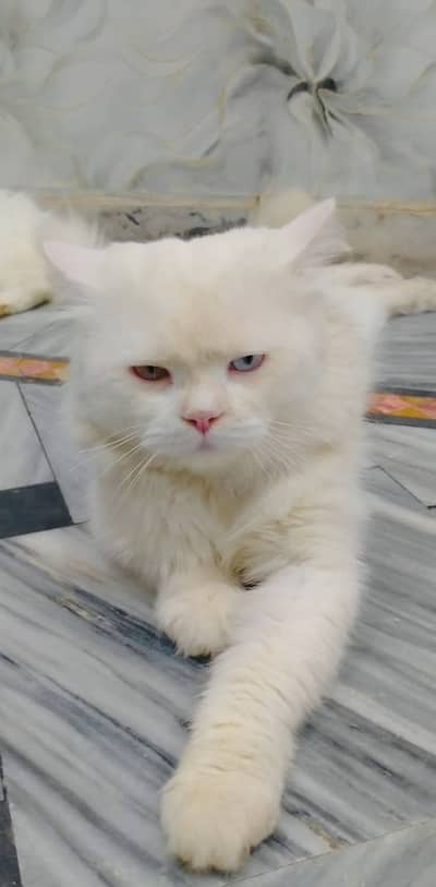 Persian CAT (Pair)