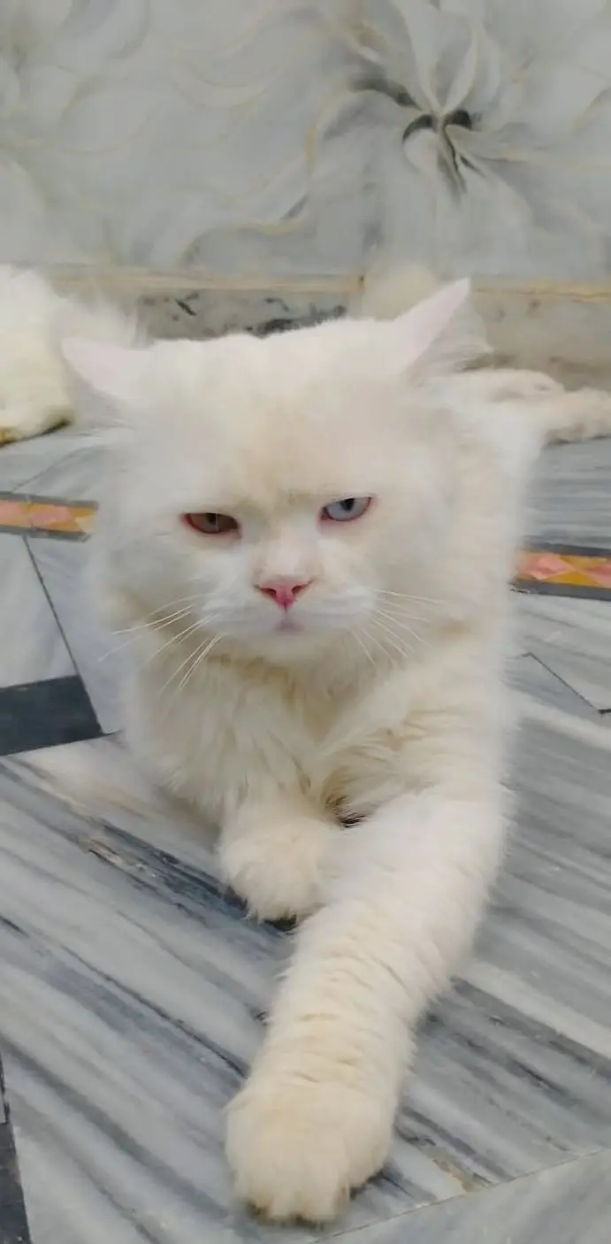 Persian CAT (Pair)