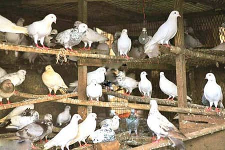 I NEED PIGEONS!!