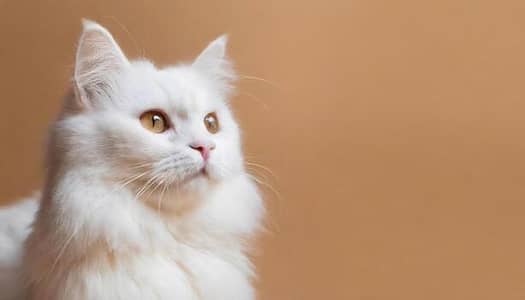 Persian cat for sale
