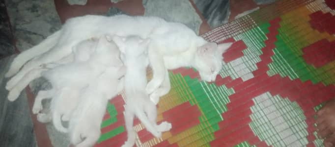 person cat female 03125415857