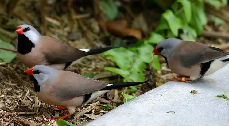 Lal Finch, Hex Long Tail Shaftail pair,Cut throat Red ribbon — photo 4