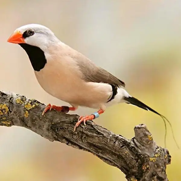 Lal Finch, Hex Long Tail Shaftail pair,Cut throat Red ribbon — photo 7