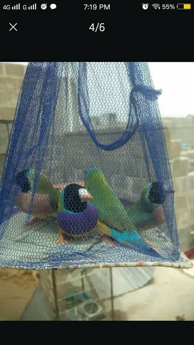 Lady Gouldian finches / Java Finch
