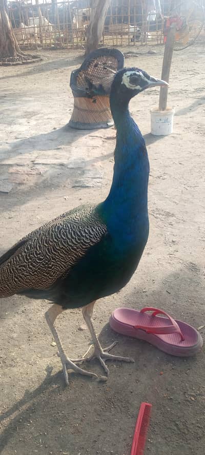 peacock pair for sell ha in ranipur