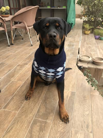 Pure Rotweiler For Sale