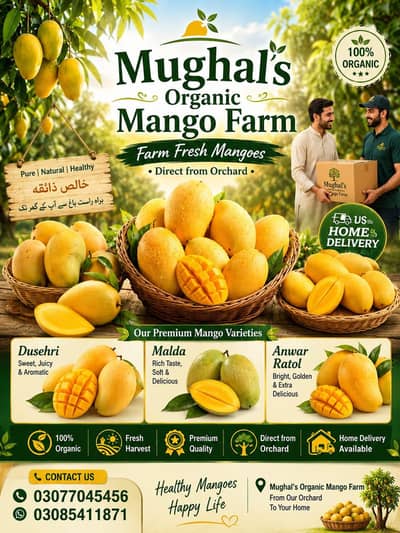  Premium Quality Mangoes Available