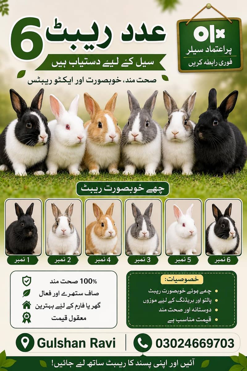 خوبصورت ریبٹس برائے فروخت 0