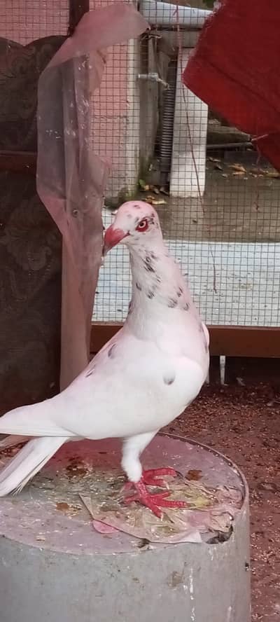 Danish Kabootar pair available