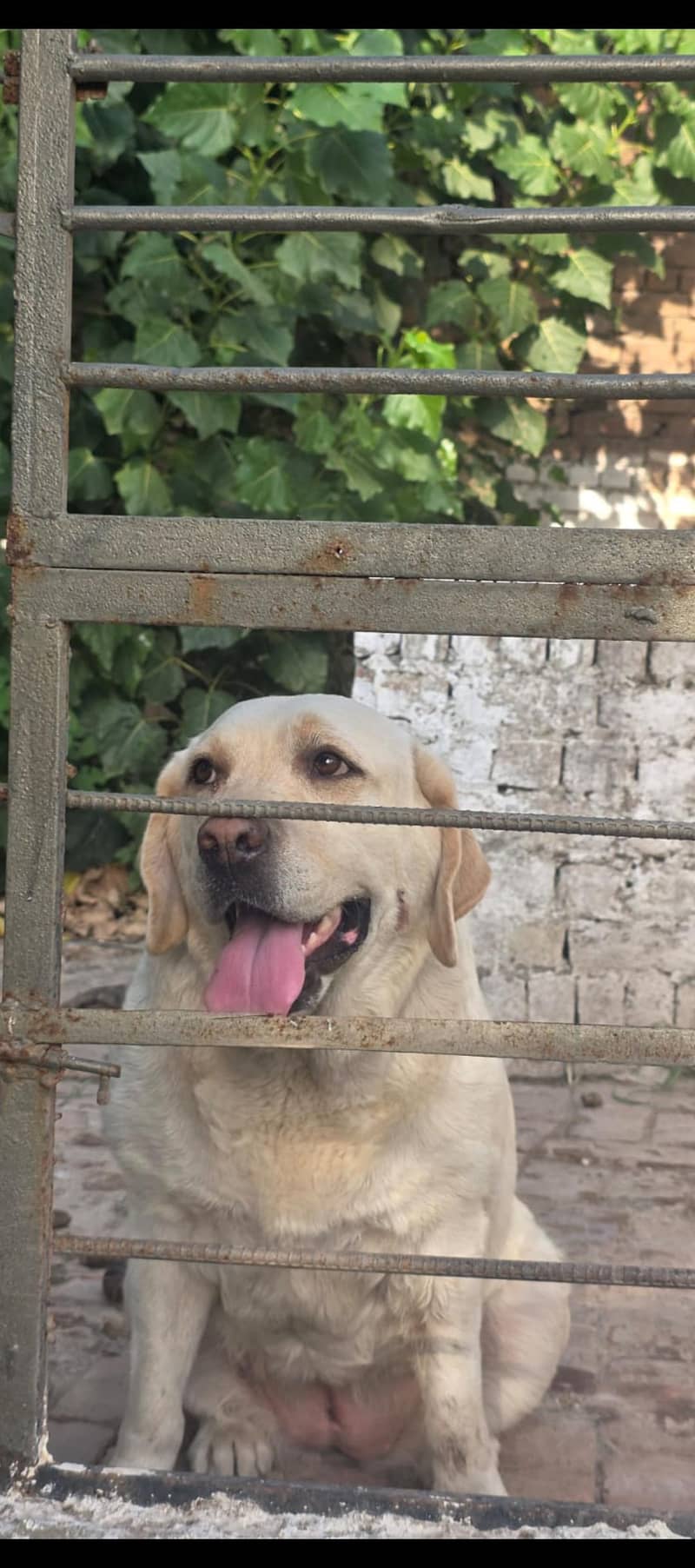 Labrador pair 2