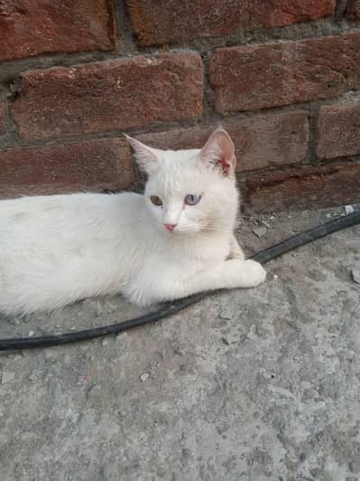 odd eyes female cat for sale