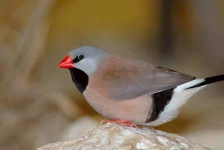 Hex Long Tail Shaftail pair,Cut throat Red ribbon  Breeder pair
