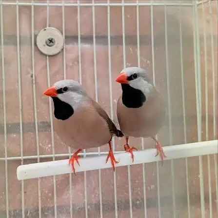 Lal Finch, Hex Long Tail Shaftail pair,Cut throat Red ribbon — photo 12