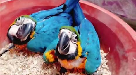 blue and gold macaw chicks for sale 03127413980