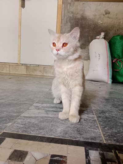 Brown colour persian male cat can lao bread for sale