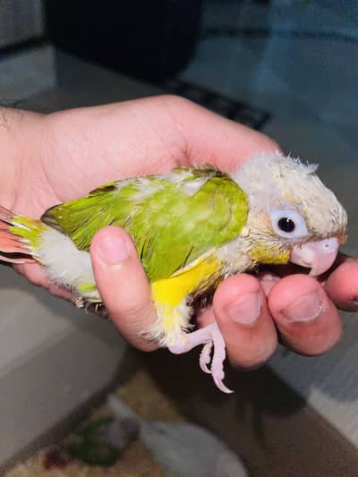 Pineapple conure  Yellow n blue lacewing chick for sale