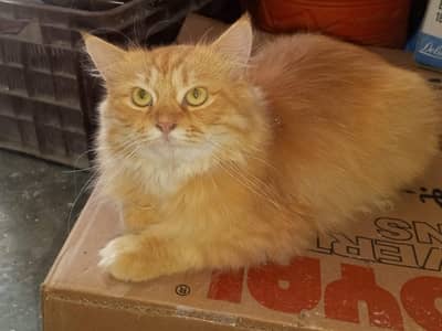 pure Persian